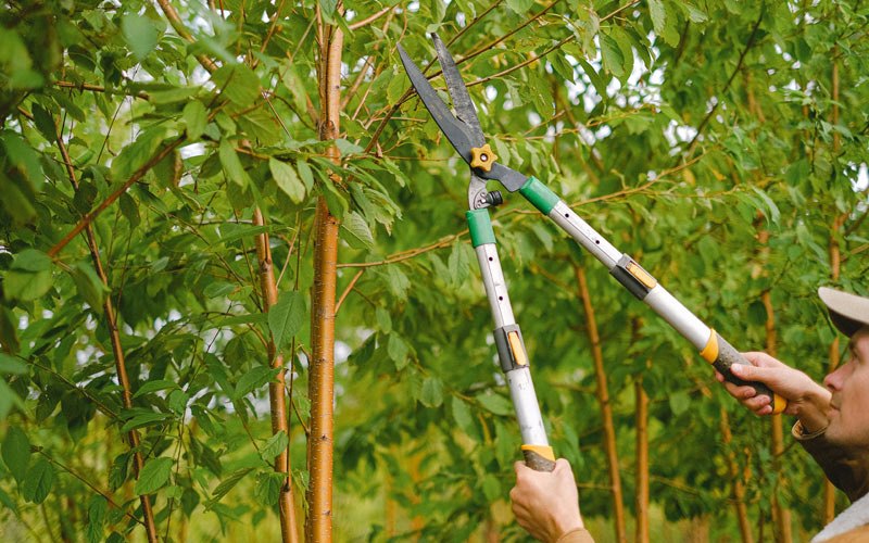Tree trimming in Rineyville, KY
